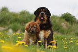 DOGUE DU TIBET 246